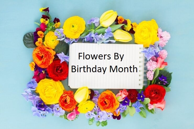 birthday-flowers|||||||||||||Asters flower online