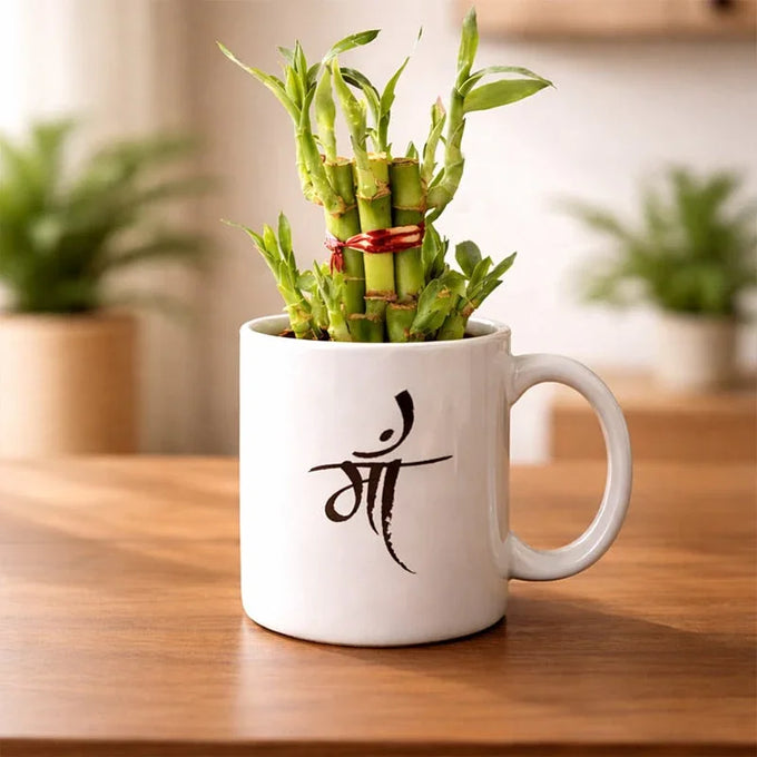 Two Layer Bamboo Plant with Ceramic Pot | OyeGifts