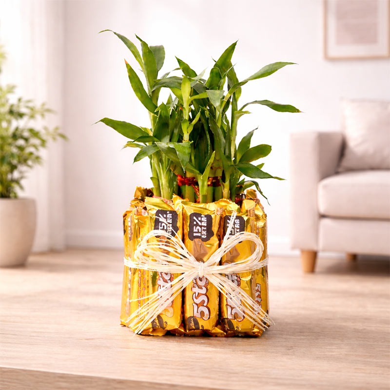 lucky bamboo gift ideas 5 Star Lucky Bamboo