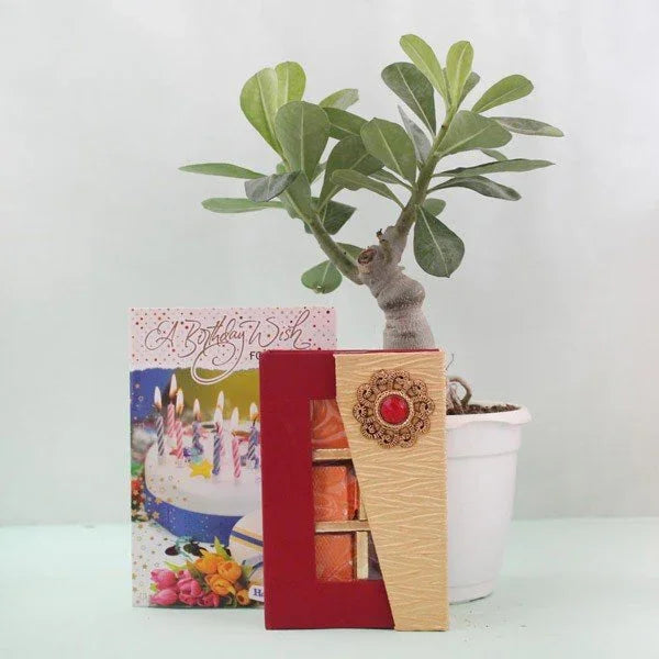 Adenium Bonsai Plant with Assorted Chocolates Birthday Gift Box
