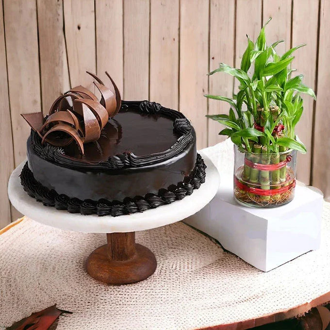 Chocolate Truffle Cake Half Kg with Two Layer Bamboo Plant - Cake Delivery in Kalyani