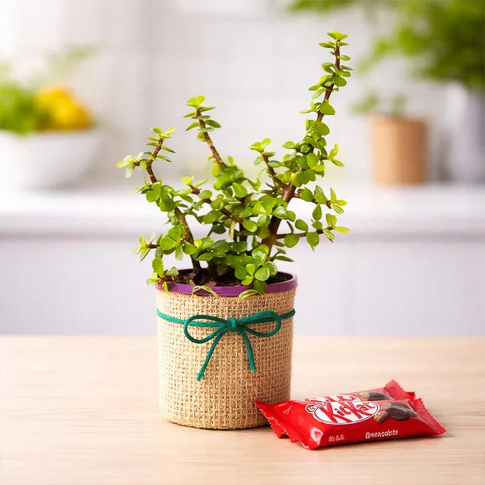 Jade Foliage Plant & 3 KitKat Bars