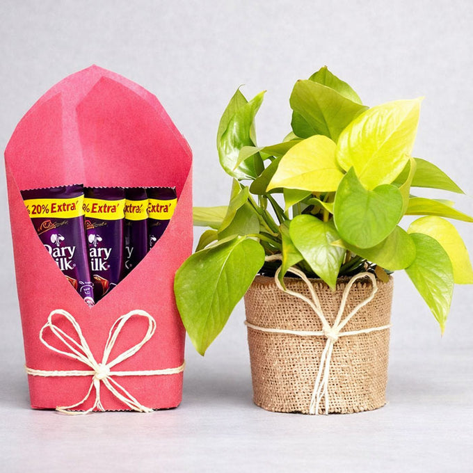 Indoor Foliage Plant with Chocolate Bouquet in Jute Pot - Anniversary Gift in Kalyani
