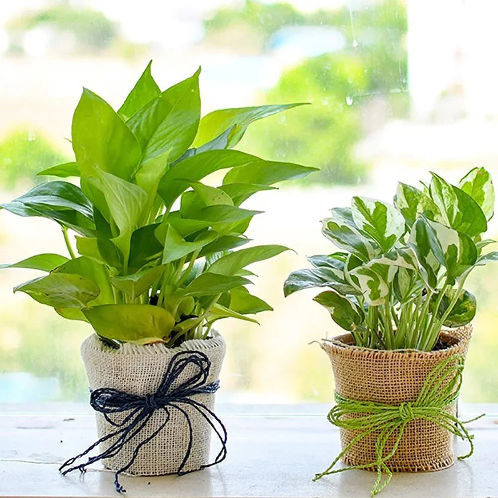 money plant as gift Buy/Send Magnificent Money Plants In Jute Wrap For Happy Moments Gifts  Online from OyeGifts