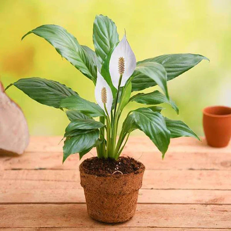 peace lily air purifier Buy Peace lily air purifier plant - Order Plants Online