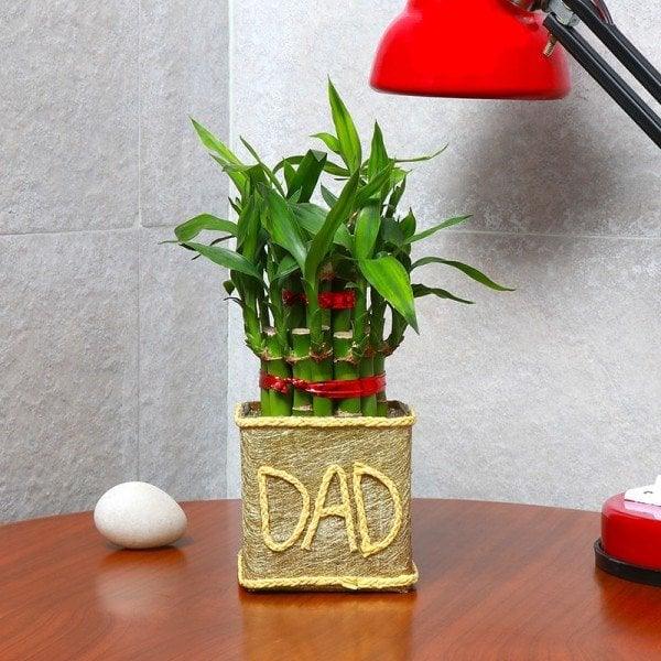 Two Layer Lucky Bamboo with DAD Paper Packing