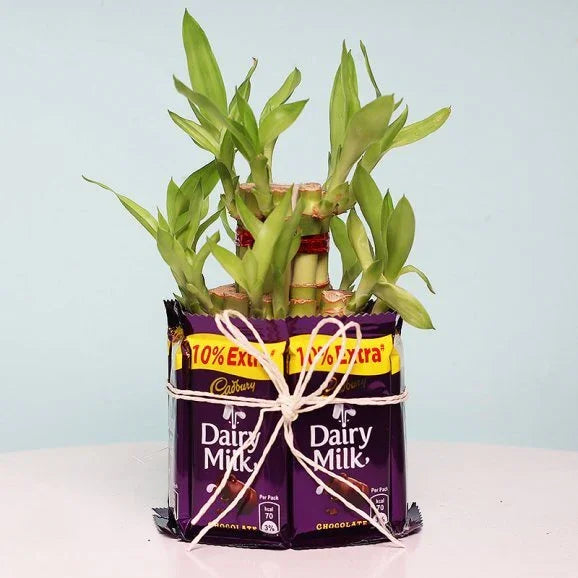 2 Layer Lucky Bamboo Plant with 7 Dairy Milk Chocolates
