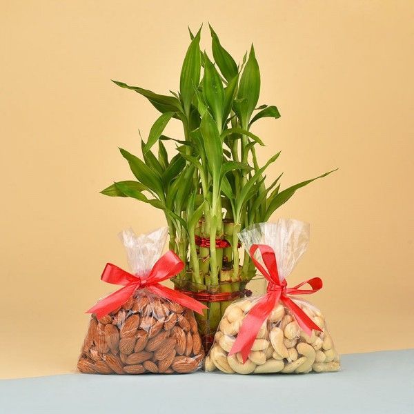 Dry Fruits N Lucky Bamboo Combo