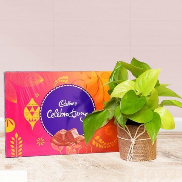 Money Plant with Cadbury Celebrations