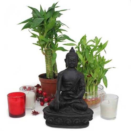 Buddha N Lucky Bamboo Plants