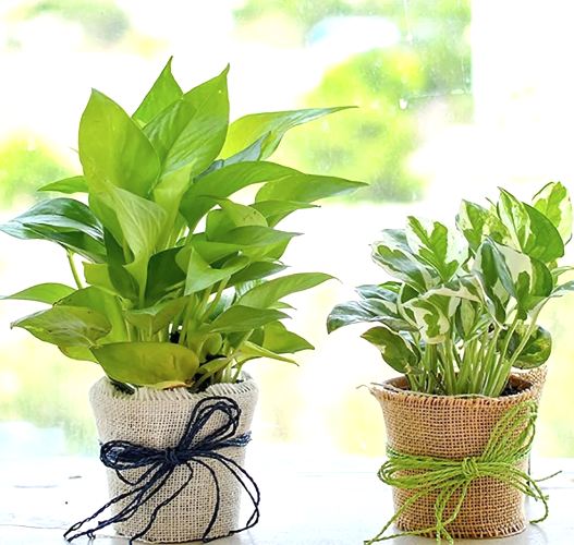 Magnificent Money Plants In Jute Wrap For Happy Moments
