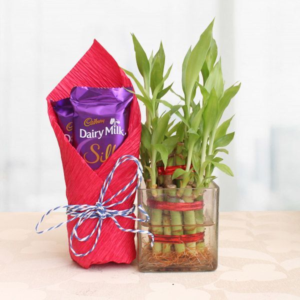 2 Layer Lucky Bamboo With Silk