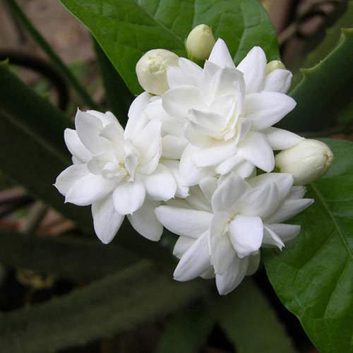Jasmines Flowers