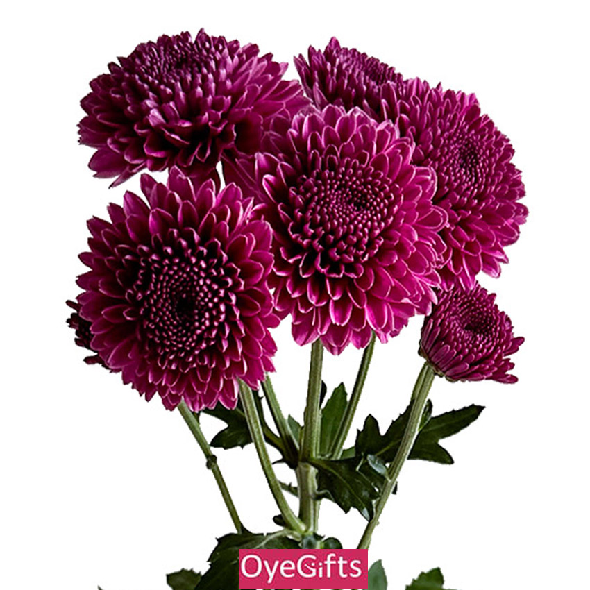 Chrysanthemum Online