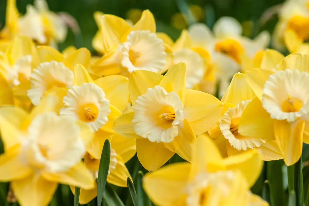 Daffodils Online Flowers
