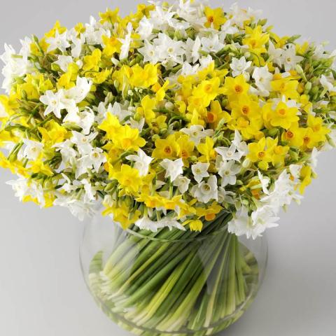 Narcissus Online Flowers