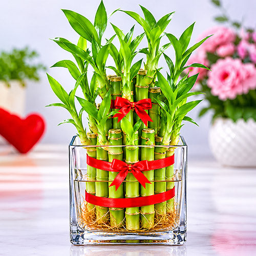 2 Layer Bamboo (Addons)