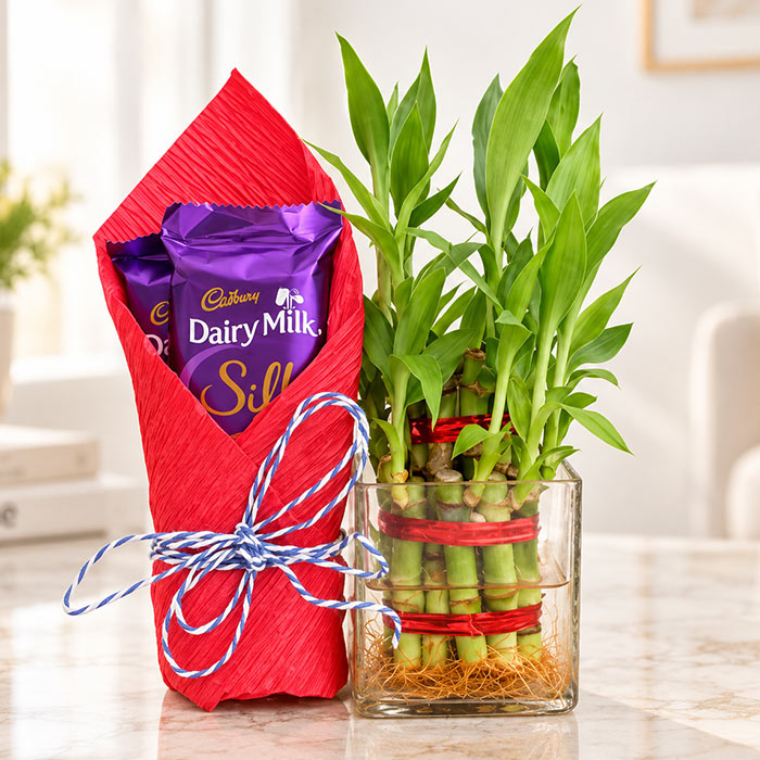 2 Layer Lucky Bamboo Plant with 2 Dairy Milk Silk Chocolates