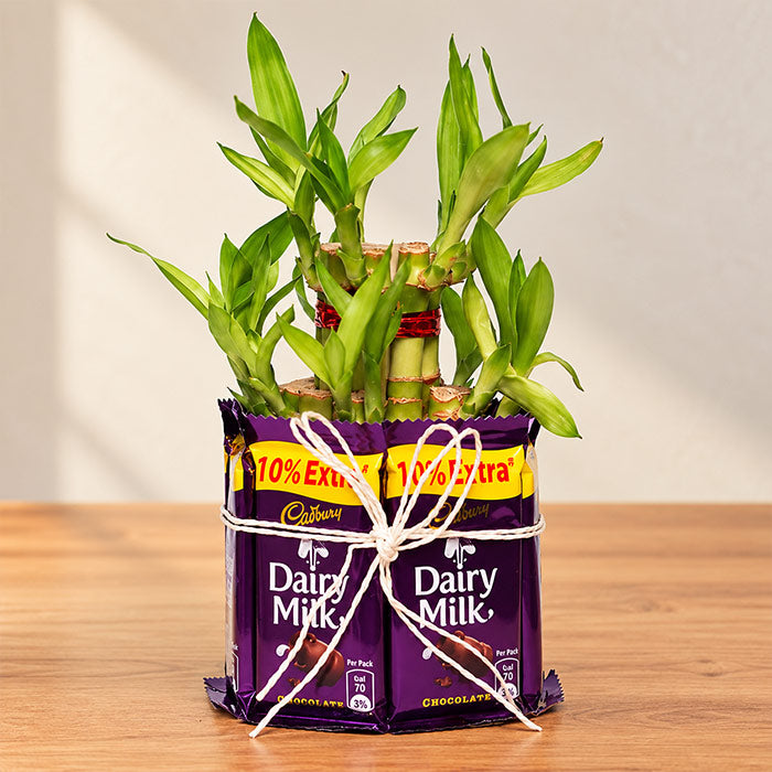 2 Layer Lucky Bamboo Plant with 7 Dairy Milk Chocolates