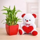 2 Layer Lucky Bamboo and Teddy customer review image