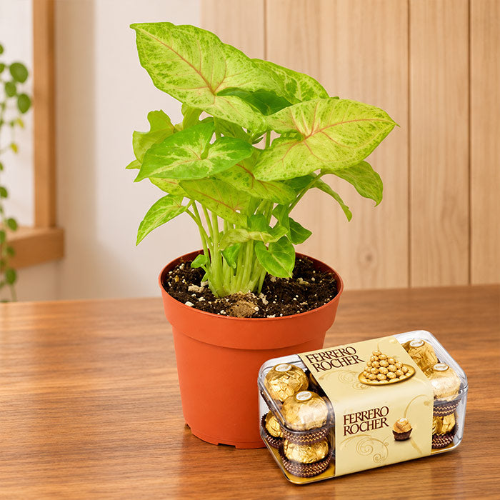 Air Purifier Plant And Choco Love