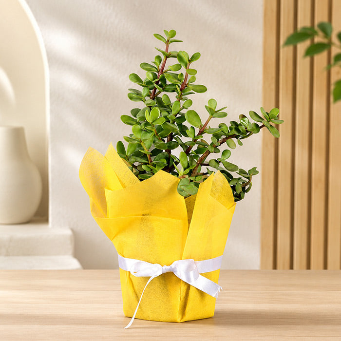 Amazing Jade Plant
