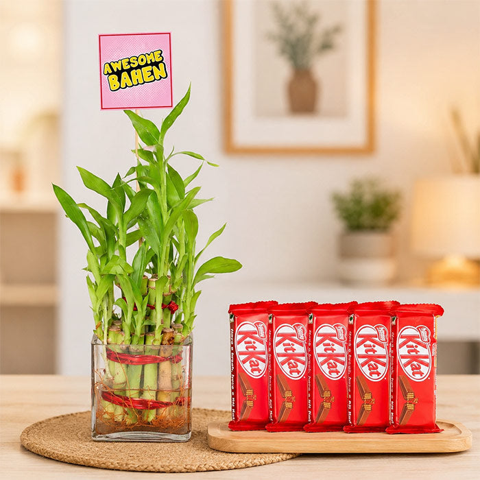 Awesome Behan With 2 Layer Lucky Bamboo Plant With Five Kitkats