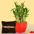 Lucky Bamboo With Single Rakhi customer review image