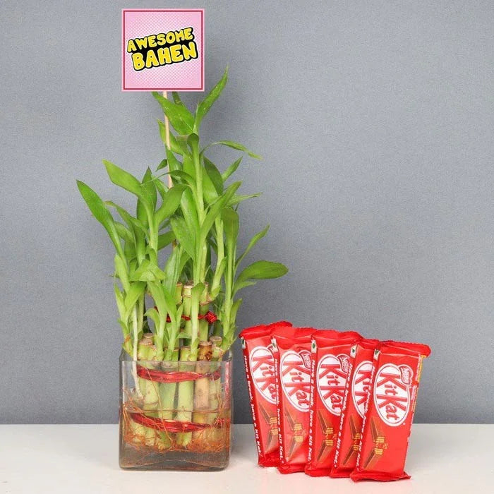 Awesome Behan With 2 Layer Lucky Bamboo Plant With Five Kitkats