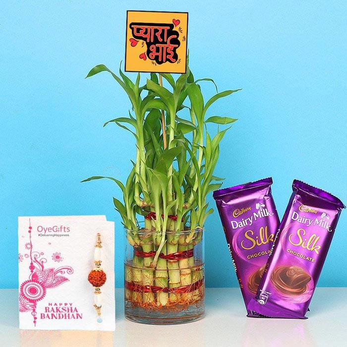 Designer Rakhi With Dairy Milk Silk Bars N Bamboo Plant