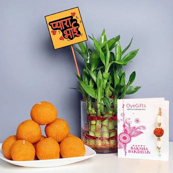 Bamboo plant, oranges, and a card on a gray background