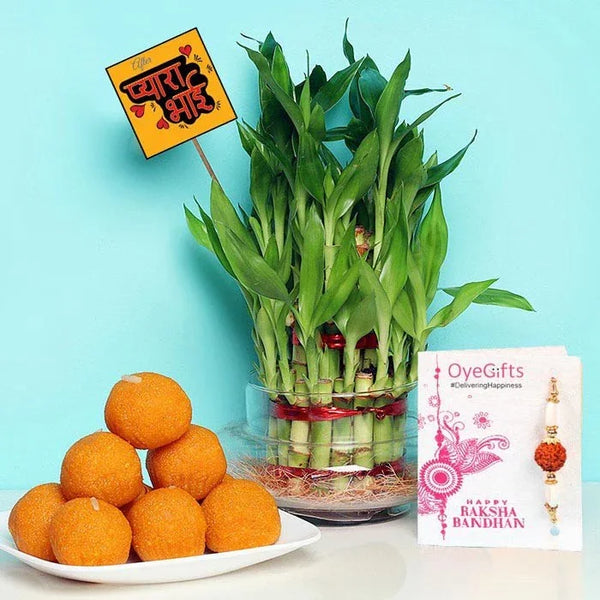 Bamboo plant, oranges, and a card on a light blue background