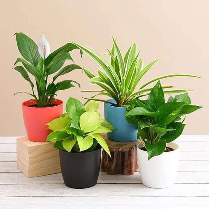 Perfect Plant Combo For Teachers Day