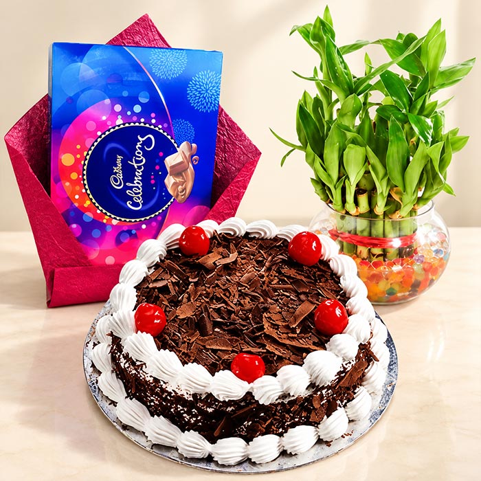 Black Forest Cake with Small Bamboo Plant