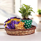 Blissful Syngonium Plant Combos customer review image