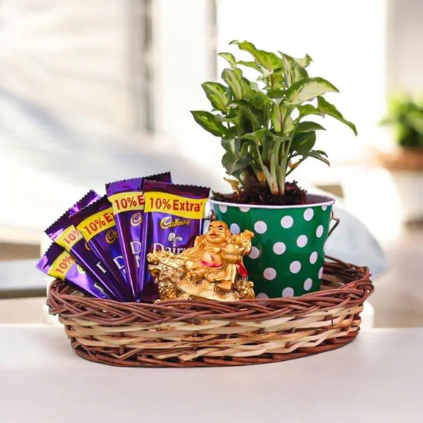 Syngonium plant in polka dot pot with Dairy Milk chocolates and golden idol in wicker tray