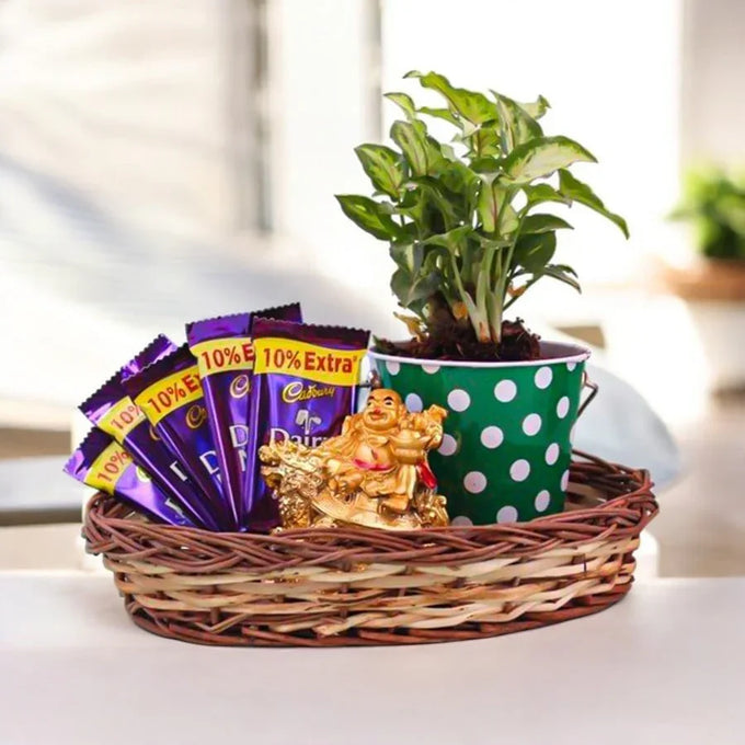 Syngonium Plant Basket with 5 Dairy Milk Chocolates & Golden Laughing Buddha