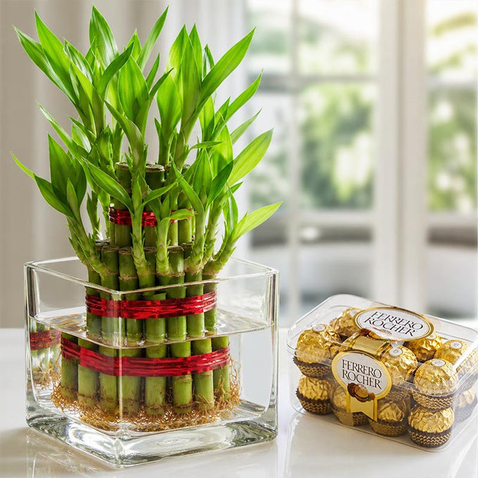 Two Layer Lucky Bamboo & Ferrero Rocher | OyeGifts
