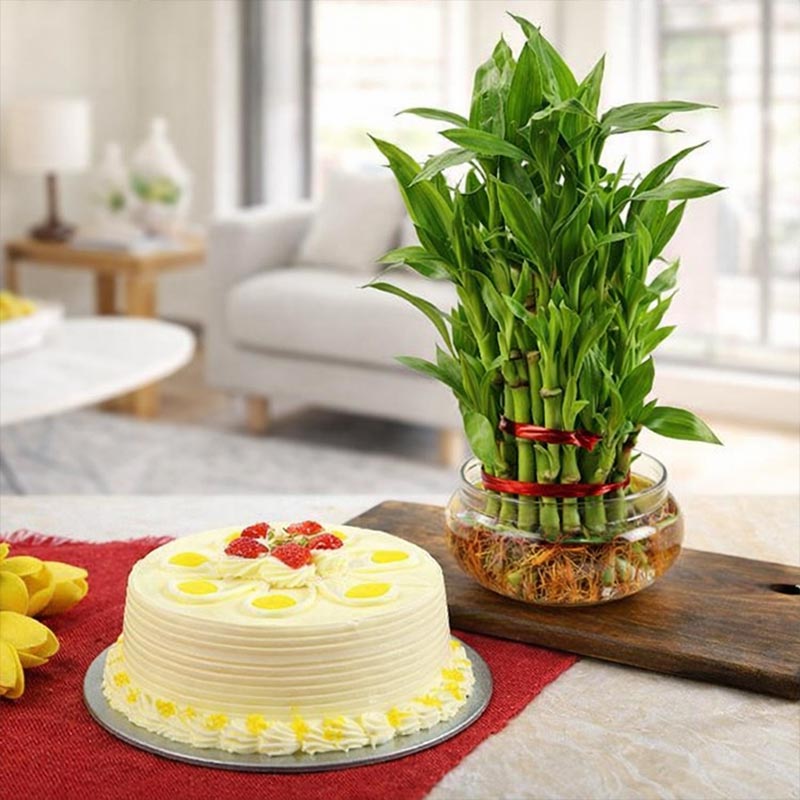 Butterscotch Cake With Three Layer Bamboo Plant