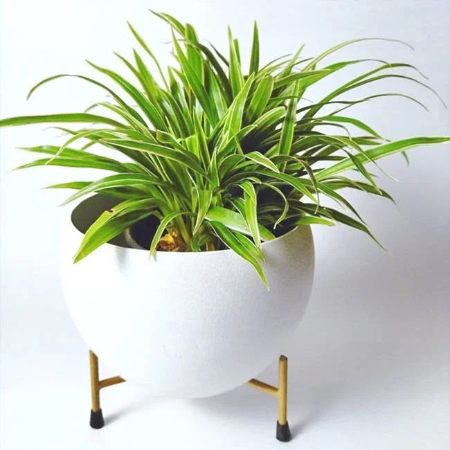 Potted plant on a white background