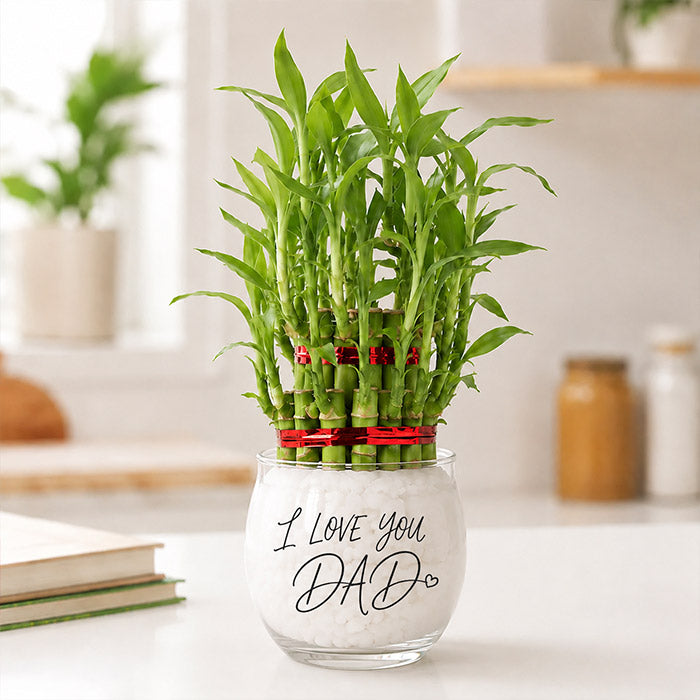 Bamboo plant in a glass vase with 'I Love You Dad' text on a blurred indoor background