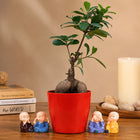 Ficus Bonsai Plant With 4 Baby Monk customer review image