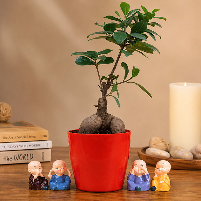 Ficus Bonsai Plant With 4 Baby Monk