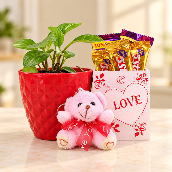 Ficus Compacta Air Purifying Plant with Chocolates in Wooden Holder