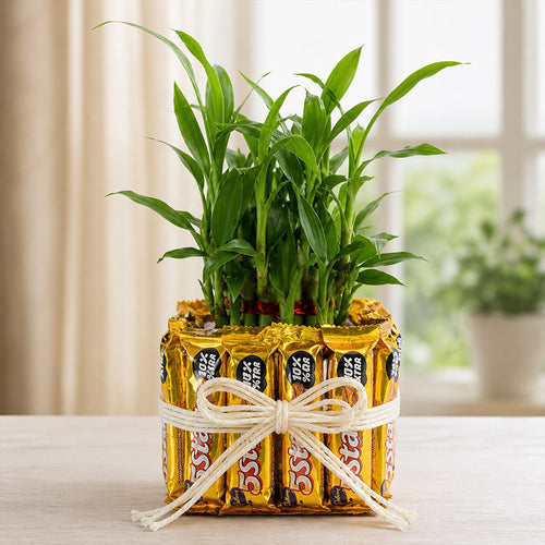 Lucky Bamboo with 12 Five Star Chocolates | OyeGifts
