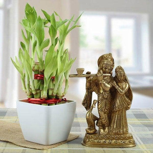Lucky bamboo plant in white pot with brass Krishna Radha idol, tabletop decor gift