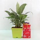 Heartwarming Peace Lily Combo customer review image