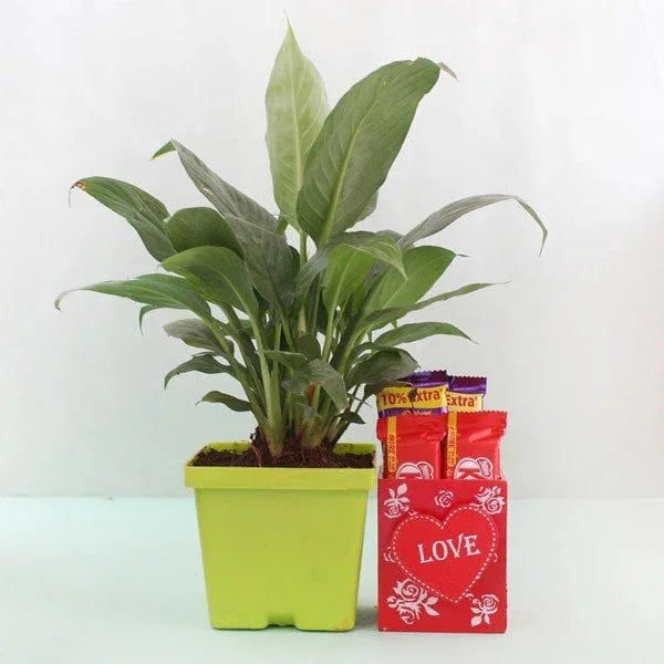 Peace Lily Plant with Dairy Milk & KitKat Chocolate Gift in Wooden Container