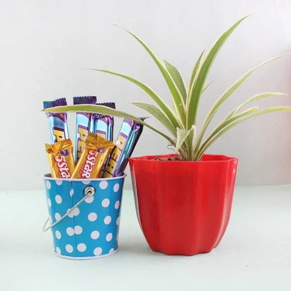 Spider Plant in Plastic Vase with Perk Chocolates & Five Star Gift Combo