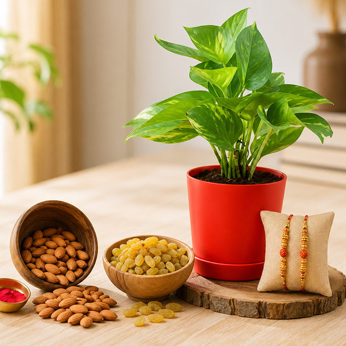 Green And Healthy Rakhi Combo
